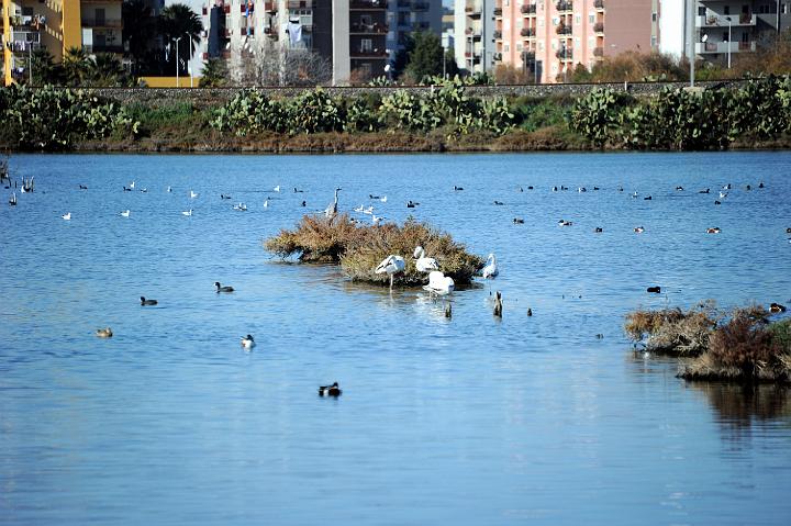 2Saline di Augusta 16.1.2011 (98).jpg